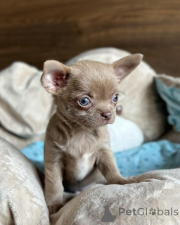 Photo №1. chihuahua - for sale in the city of Brondby | negotiated | Announcement № 168257
