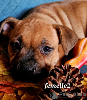 Photo №3. Staffie puppies. France