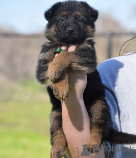 Photo №2 to announcement № 160796 for the sale of german shepherd - buy in Netherlands breeder
