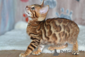 Additional photos: Gorgeous Bengal kittens available!