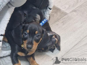 Additional photos: Short hair Mini dachshunds (sausages) gorgeous puppies