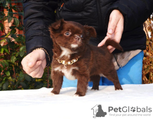Photo №3. Chihuahua girl chocolate.. Russian Federation
