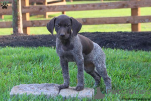 Photo №2 to announcement № 172660 for the sale of german shorthaired pointer - buy in Poland breeder