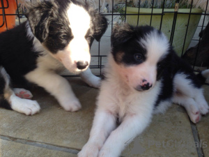 Photo №4. I will sell border collie in the city of Claw.  - price - 516$