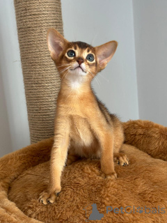 Photo №3. Abyssinian kitten boy. Turkey