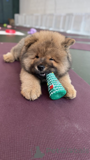 Photo №3. Winters Beautiful Chowksi Puppies . United States