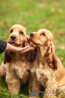 Photo №2 to announcement № 75149 for the sale of english cocker spaniel - buy in Belarus from nursery, breeder
