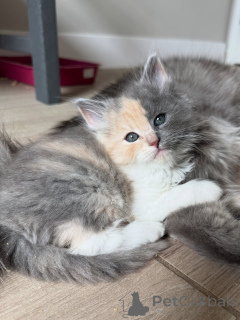 Photo №1. siberian cat - for sale in the city of Berlin | negotiated | Announcement № 154914