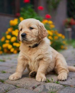 Photo №2 to announcement № 70333 for the sale of golden retriever - buy in Poland breeder