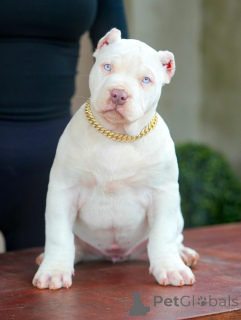 Photo №1. american pit bull terrier - for sale in the city of ANSUBRG | negotiated | Announcement № 159137