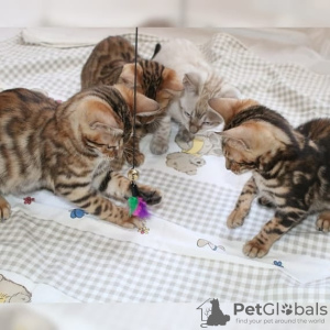 Photo №2 to announcement № 64754 for the sale of bengal cat - buy in Germany private announcement, from nursery