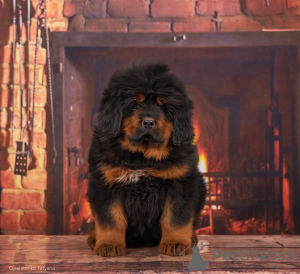 Photo №2 to announcement № 97670 for the sale of non-pedigree dogs - buy in Russian Federation 