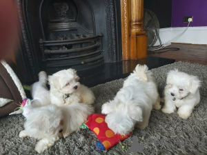 Photo №1. maltese dog - for sale in the city of Helsinki | 300$ | Announcement № 69123