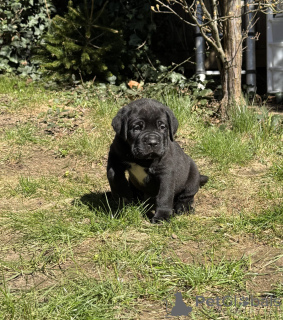 Photo №3. DRINGEND!! Reinrassige Cane Corso Champion-Welpen. Germany