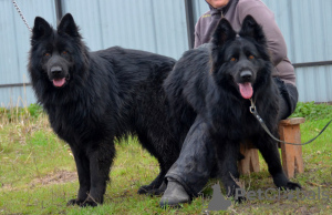 Additional photos: German shepherd puppy, black long haired boy, World Champion Descendant