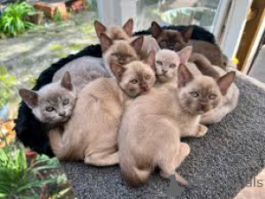 Photo №1. burmese cat - for sale in the city of Antwerp | 516$ | Announcement № 172700
