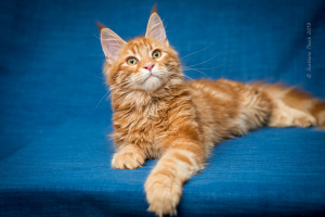 Photo №1. maine coon - for sale in the city of Kremenchug | 650$ | Announcement № 5596