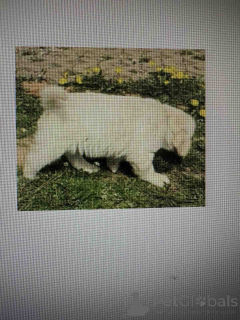 Photo №4. I will sell golden retriever in the city of Belgrade.  - price - negotiated