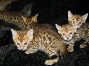 Photo №2 to announcement № 827 for the sale of bengal cat - buy in Belarus from nursery