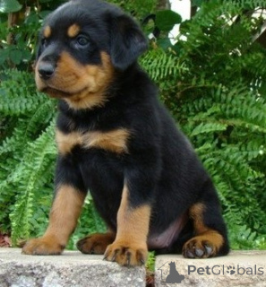 Photo №1. rottweiler - for sale in the city of Galaali | negotiated | Announcement № 170513
