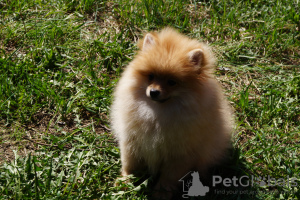 Photo №4. I will sell pomeranian in the city of Москва. private announcement - price - 391$
