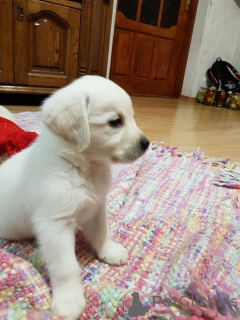 Photo №4. I will sell labrador retriever in the city of Khmelnitsky. private announcement - price - 500$