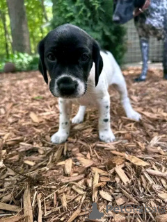 Photo №2 to announcement № 120861 for the sale of german shorthaired pointer - buy in Germany private announcement