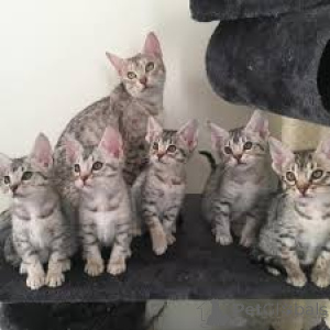 Photo №1. ocicat - for sale in the city of Antwerp | 516$ | Announcement № 164261