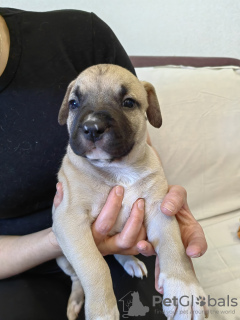 Photo №4. I will sell american staffordshire terrier in the city of Minsk. from nursery - price - negotiated