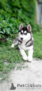 Photo №1. siberian husky - for sale in the city of Novosibirsk | 270$ | Announcement № 13107