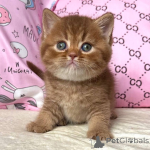 Photo №1. british shorthair - for sale in the city of Augustusburg | negotiated | Announcement № 160391