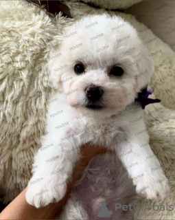 Photo №3. Bichon Frize puppies for sale. Russian Federation