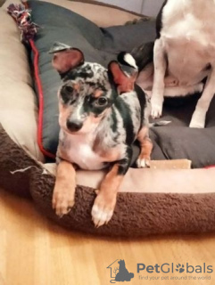 Photo №2 to announcement № 130140 for the sale of chow chow - buy in Germany private announcement