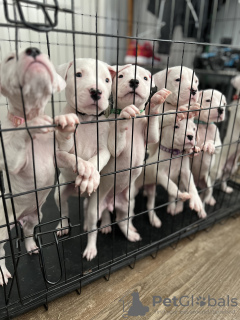 Photo №1. dogo argentino - for sale in the city of Arkansas City | 400$ | Announcement № 98593