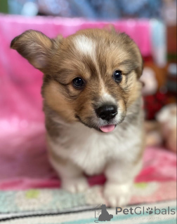 Photo №3. Male and female Pembroke Welsh Corgi puppies. Malaysia
