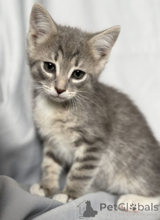 Photo №2 to announcement № 142152 for the sale of  - buy in Russian Federation 