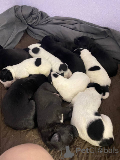 Photo №2 to announcement № 134782 for the sale of american pit bull terrier - buy in Kyrgyzstan private announcement