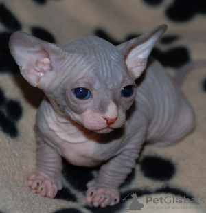 Photo №1. sphynx cat - for sale in the city of Berlin | 5$ | Announcement № 97591