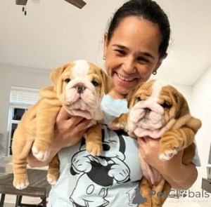 Photo №1. english bulldog - for sale in the city of Balta | 516$ | Announcement № 172671