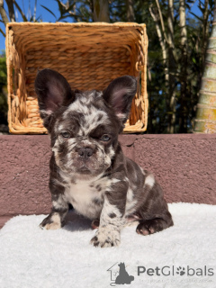 Photo №2 to announcement № 171268 for the sale of  - buy in Germany breeder
