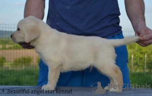 Additional photos: Labrador retrievers