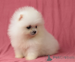 Photo №2 to announcement № 165442 for the sale of pomeranian - buy in Ukraine from nursery