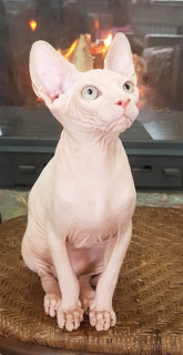 Photo №4. I will sell sphynx-katze in the city of Simferopol. from nursery - price - Negotiated