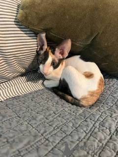 Photo №2 to announcement № 173148 for the sale of cornish rex - buy in Ukraine private announcement, breeder