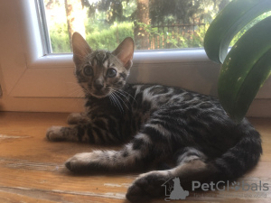 Photo №1. bengal cat - for sale in the city of Warsaw | negotiated | Announcement № 20979