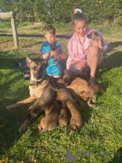 Photo №3. Chiots Malinois Belges à vendre. Belgium
