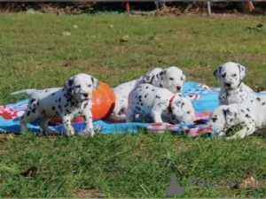 Photo №1. dalmatian dog - for sale in the city of Hagen | 329$ | Announcement № 147584