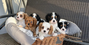 Photo №1. cavalier king charles spaniel - for sale in the city of Aarhus | negotiated | Announcement № 175121