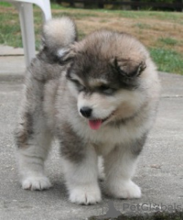 Photo №1. alaskan malamute - for sale in the city of Oakland | Is free | Announcement № 124126