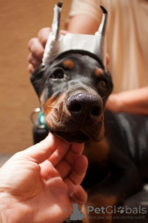 Additional photos: Doberman puppies